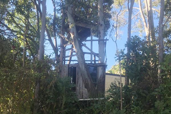 Article image for Greenslopes family fight to save beloved treehouse from Energex