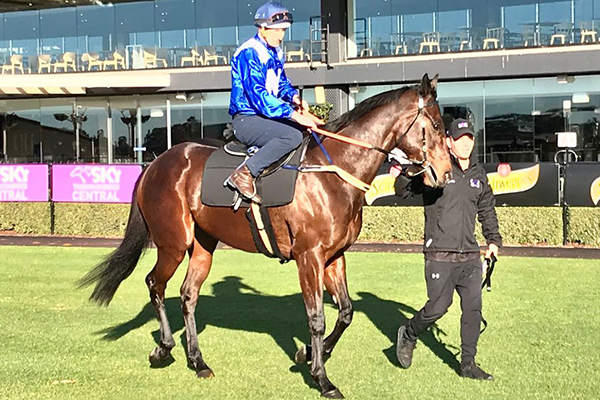 Article image for Champion mare Winx in top form ahead of milestone race