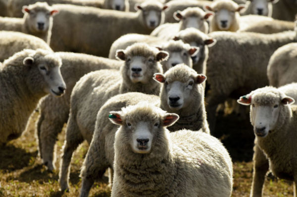 Article image for ‘The live sheep trade will be phased out’: Shadow Agriculture Minister lays out live export agenda
