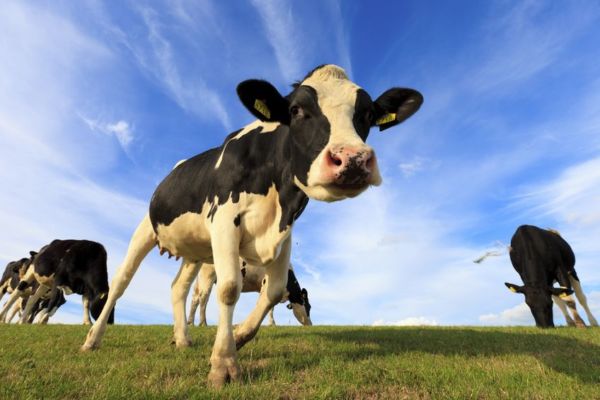 Article image for ‘You could land yourself in court’: Dairy processors on notice over milk price claims