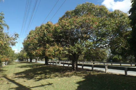 Mango Hill mango trees given a stay of execution