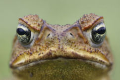 Researchers crack to cane toad’s genetic code