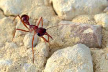 Researchers put the bite on Brisbane bull ants
