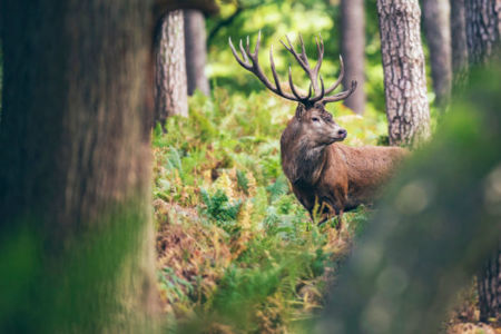 Petition takes aim at hunting in Qld state forests