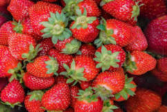 $1-million package for embattled strawberry growers
