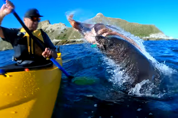 Article image for Ruthless seal slaps kayaker in the face with an octopus
