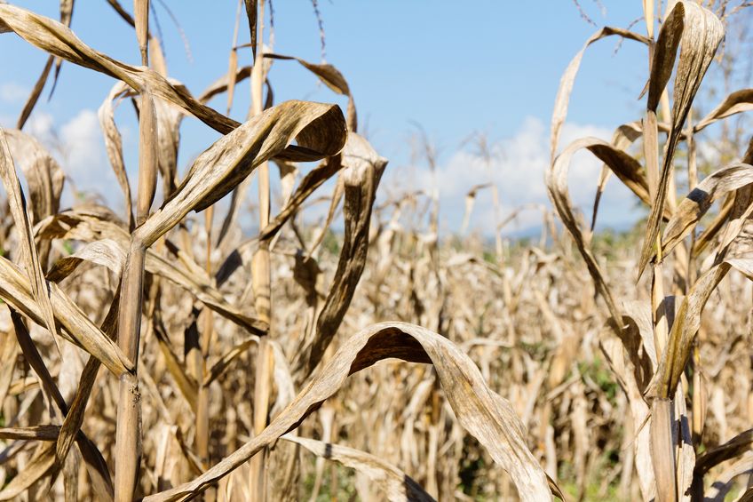 Article image for ‘They’re really doing it tough’: Senator Bridget McKenzie on Government’s $75 million drought package