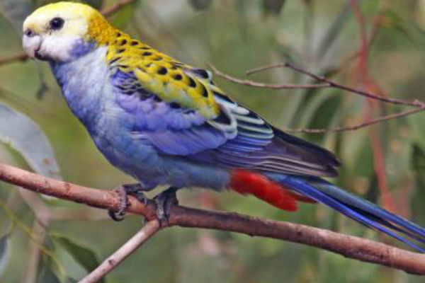 Take 20 minutes to be a citizen scientist and ornithologist