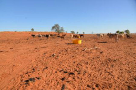 Buy A Bale providing a lifeline to Qld farmers