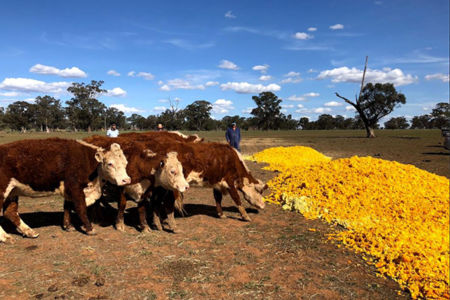 Chris Smith’s special delivery to desperate farmers in Forbes