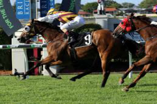 Racing in Queensland scratched for Cox Plate day