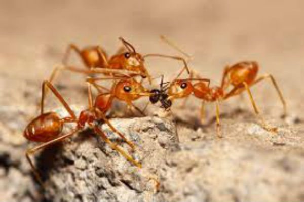 Red fire ants on the march in Logan