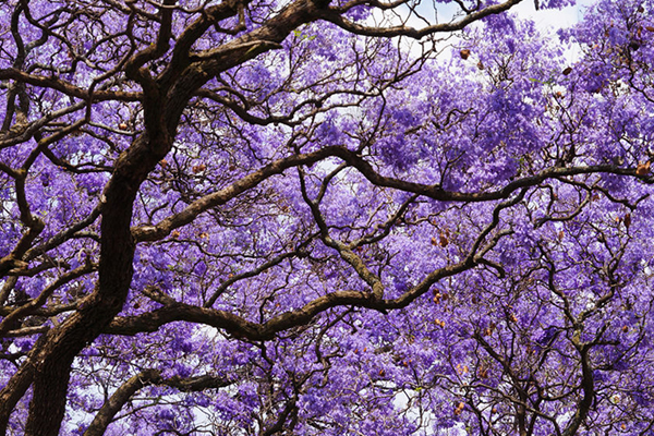 Article image for Brisbane council has an ‘absolutely ridiculous’ plan to cut jacaranda trees