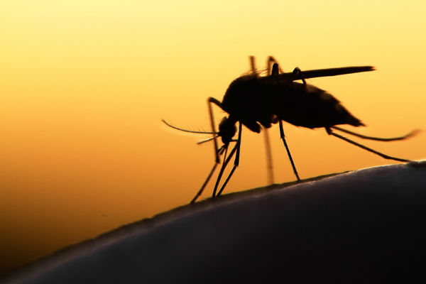 Volunteers infected with Malaria to test vaccine