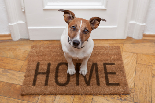 Talking Pets with Russell Barnett