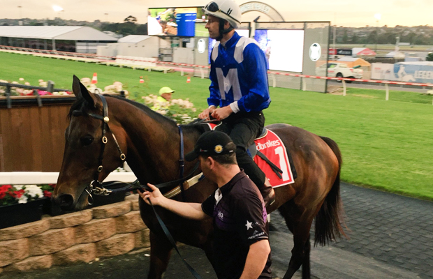 Article image for Hundreds flock to watch Winx tune up for historic Cox Plate