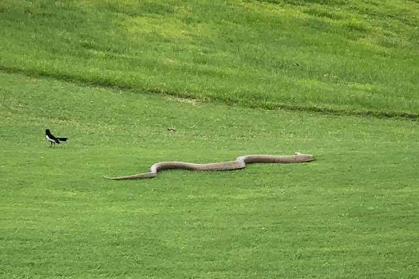 Article image for You’ve got to be hissing me! Huge brown snake invades local golf course