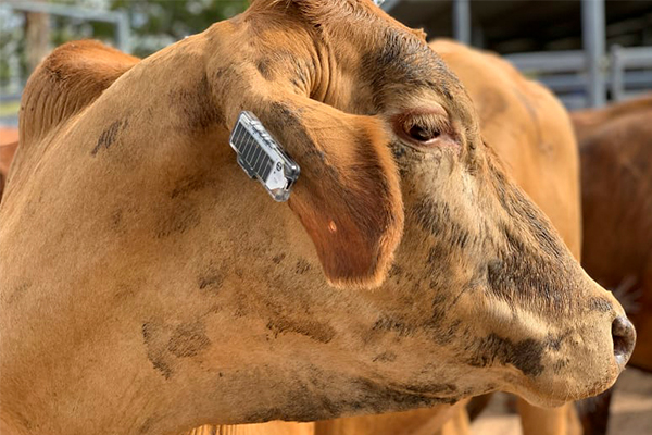 Article image for Aussie cows to get their own style of ‘fit bit’