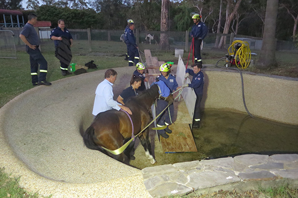 Article image for Firefighters rescue elderly horse trapped in swimming pool