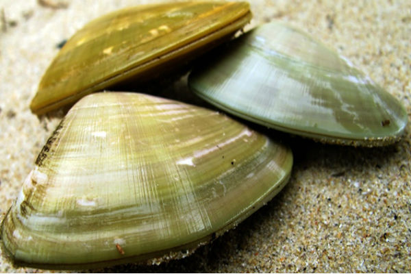 Calls for a Bribie ban on shellfish collecting