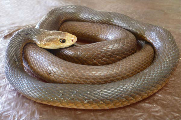 Warmer weather triggers early start to snake season