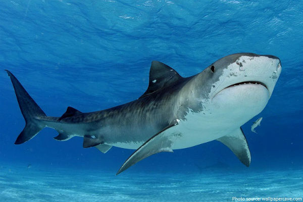 Calls for inquiry into Qld shark control program