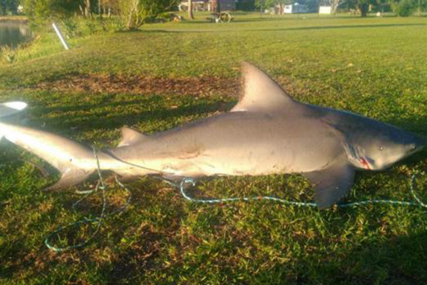 Article image for Fisherman almost capsizes reeling in ferocious bull shark