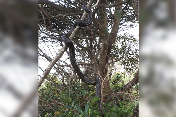 Article image for This stuff of nightmares: HUGE snake spotted on busy Sydney beach
