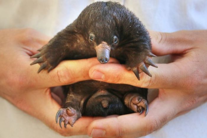 Taronga gets two new additions!