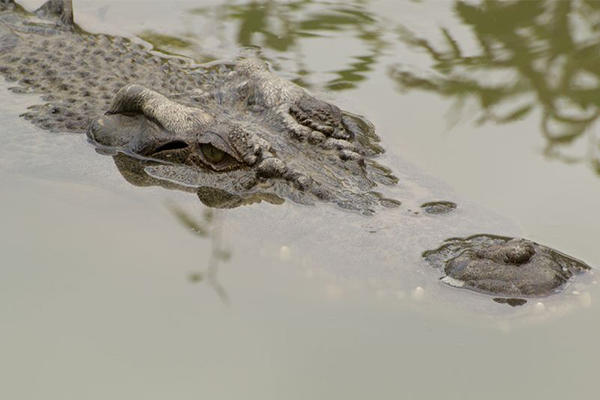 Article image for Crocodile warning following Cyclone Owen