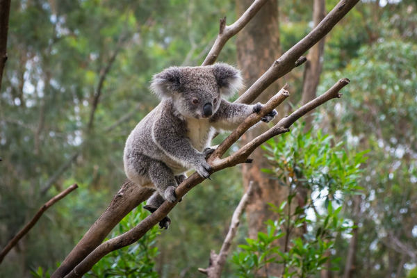 Carina residents fight to save koala habitat