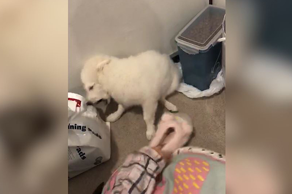 Disturbing footage shows owners beating terrified puppy - 4BC