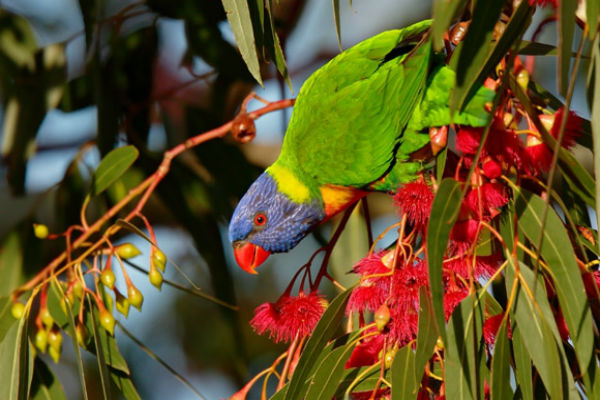 Native birds of a feather flocking to our backyards