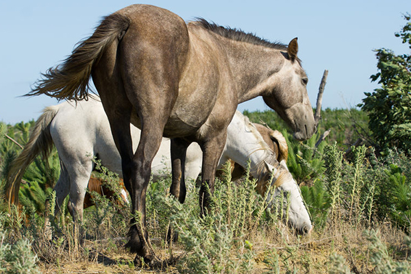 Article image for Chris Smith’s pressure to stop brumby cull has worked… for now