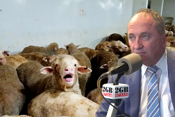 Article image for Barnaby Joyce calls out activists who allegedly paid to see animal cruelty