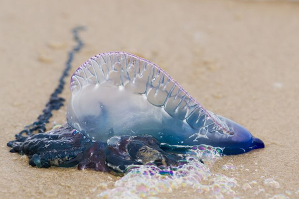 Article image for Thousands of beachgoers stung following bluebottle invasion at Queensland beaches