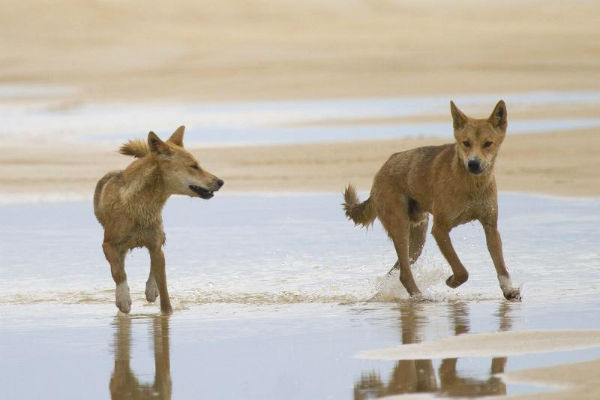 Always remember that dingoes are wild animals