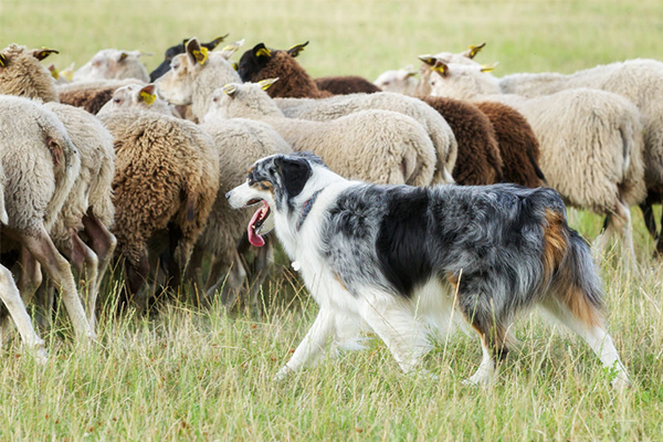 Article image for Why sheep dogs are making a comeback across Queensland farms