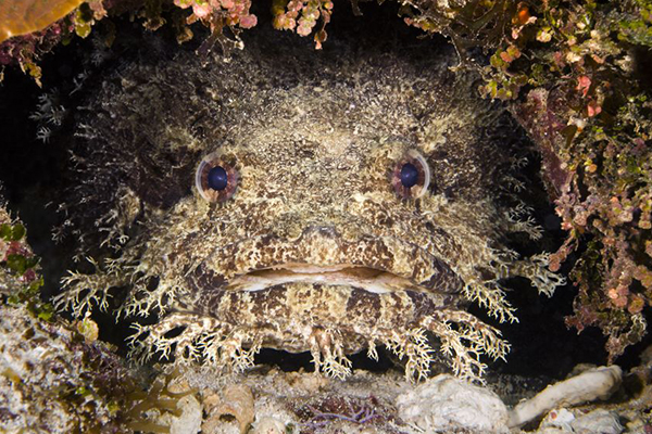 A toadfish could be responsible for viscous ‘shark’ attack