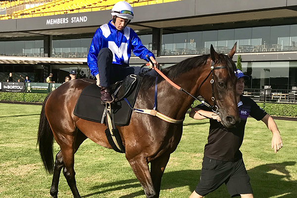 Article image for She’s back! Chris Waller chats following Winx’s return to the track