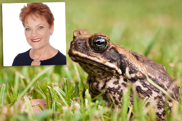 Article image for Pauline Hanson’s radical cane toad plan… could it work?