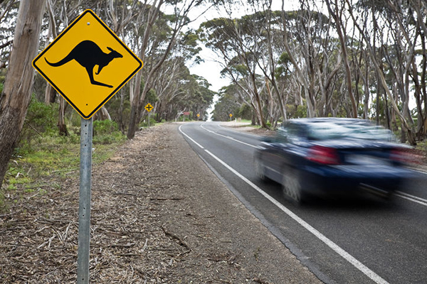Can you be a roadkill expert?