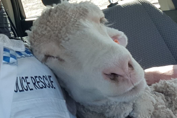 Article image for Cop’s sheep selfie goes viral: ‘She was a bit sheepish at first’