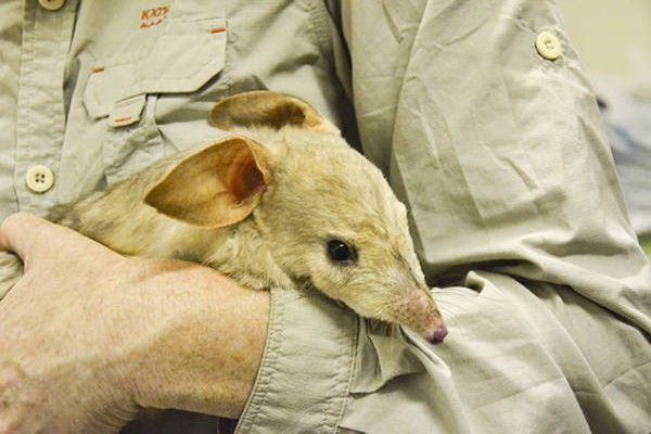 Queensland University fights to save the Bilby