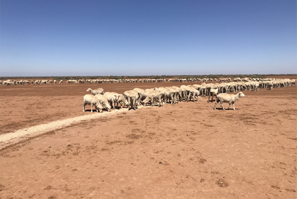 ‘We’re in trouble’: Drought-stricken farmers say more assistance is needed