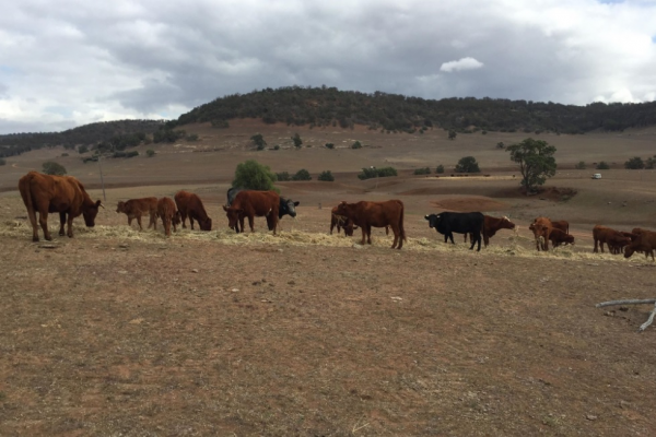 Article image for Drought reality: Birds dropping out of trees, sheep with fried brains