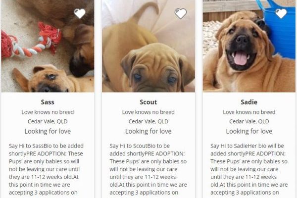 Article image for Why this pet adoption agency is removing ALL breed names from its website