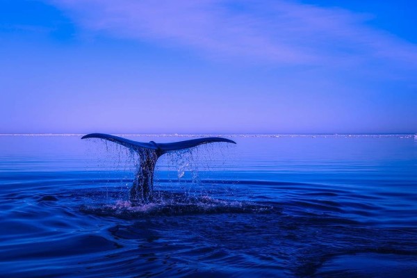 Fears Humpback recovery could be too successful