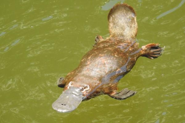 Evidence of platypus living in the Albert River