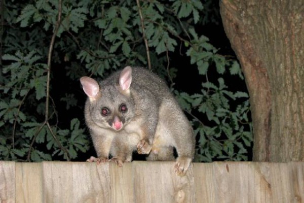 RSPCA worried about spate of possum attacks